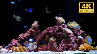 Best Relaxing Aquarium in 4K | 12 Hours of Beautiful Fish Tank for Deep Sleep & Meditation