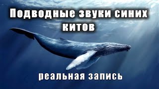 Реальные звуки синих китов. Песня китов. Расслабьтесь и легко засыпайте