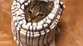 | 9GAG | Look at this little cat burrito