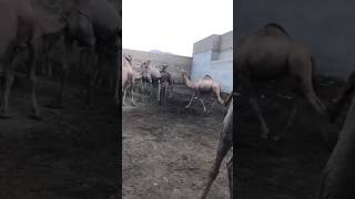 Camels fighting mood 😱😱#camel #youtube #youtubeshorts #amazing #shortvideo #shorts