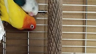 african lovebirds