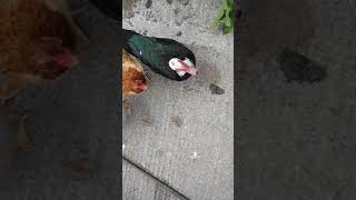 Dinner time with fowl 5 May 2020