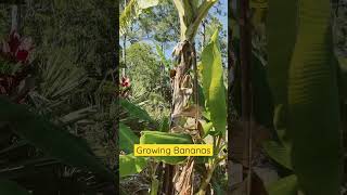 Growing banana. Organic gardening. First banana flowers