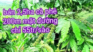 Đất cà phê đak nông, 2,5ha giá rẻ, 200m mặt đường. 0987326906