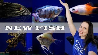 Awesome Freshwater Fish and Collector Plecos