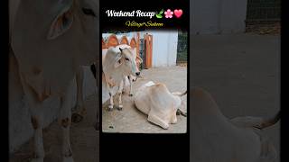 Village Life🌸 ft.Community Postings #shorts#youtubeshorts#village#villagelife#sukoon#nature#animals