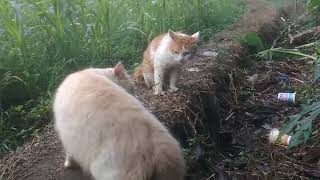 😸 kucing bertengkar di sawah badan penuh luka tapi tidak mau mengalah😸😸😎👍