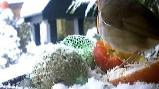 Christmas Robin feeding on fatball in Winter snow