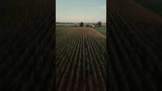 Corn field 🌽🌽🌽 #shorts #drone #corn #cornfield