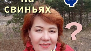 Сколько я заработала на 🐷свиньях, и сколько я заработала в своём проекте. бизнес в интернете сравни💥