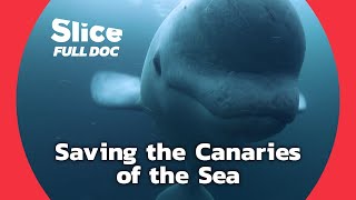 Belugas: The Mystery of the Disappearing White Whales | FULL DOC