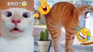 Funniest animals New funny cats and dogs video part 3