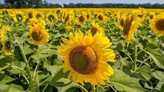 সূর্যমুখী তেল ফসলের বানিজ্যিক চাষ -  ‍Sun flower cultivation commercially