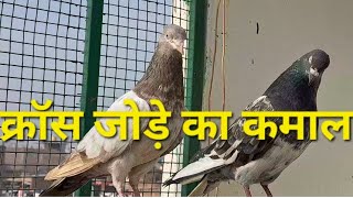 डबवाला क्रॉस जोड़ा #kabutar