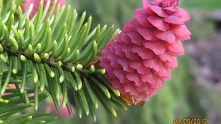 Picea abies 'Arconcona' / Zapfen-Rottanne 'Arconcona'