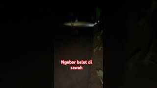 Ngobor belut di sawah #part16 #ngoborbelut #sawah #alam #sibolang #vlog #kawanlaladog #shortvideo