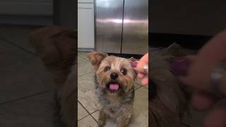 YUMMY  Sweet  Potatoes   🤣 #yorkies #viralshort #funnyshorts #RYLIE