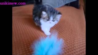 More Baby Fluffy Persian Kitten Meows!!!