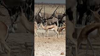 Oryx and Springboks in Etosha National Park, Namibia.