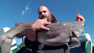 Nice blue cat caught on Wylie today