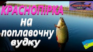 Краснопірки просто ЖАХ # РибачуЯкУмію