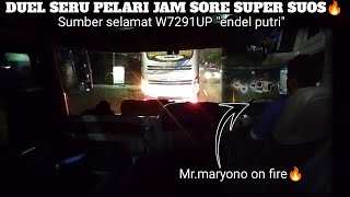 DUEL SERU PELARI JAM SORE SUPER SUOS🔥!TRIP SUMBER SELAMAT 7291 (ENDEL PUTRI REBORN) MR.MARYONO STYLE