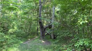 Kentucky : Green River Lake Trail : ( The Point )