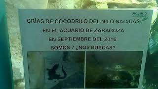 Aquarium zaragoza(22)