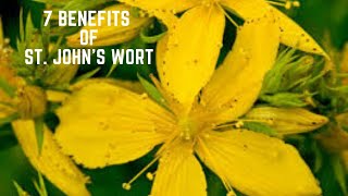 7 Benefits Of St Johns Wort