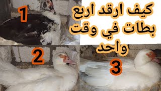 حل مشكله نوم البط على البيض في مكان واحد ☝️🦆🦆🦆🦆