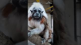 Curious cotton-tops 🖤🤍 #GPZoo #dayofthecottontoptamarin