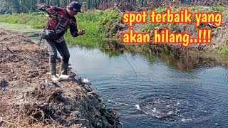 KEGANASAN PREDATOR KANAL PINGGIR HUTAN YANG MULAI MENGERING // CASTING GABUS