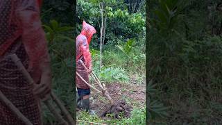 Harvesting cassava inthe rainy day #cassava #cassavachips #cassavatree