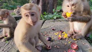 Adorable Monkey Eat Fruit Very Fast 🐒| Life Story - Ashley Monkey