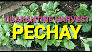 QUARANTINE HARVESTING || FRESH VEGETABLES FROM BACKYARD