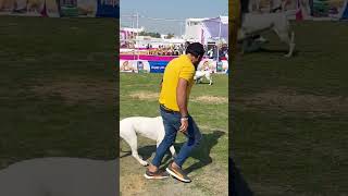 Most Aggressive Dogo Argentino🔥🔥Top Dogo Argentino of World #viral #dogoargentino #presacanario