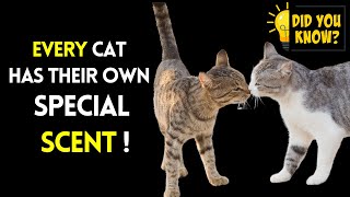 Every Cat Has Their Own Special Scent | Cats' Unique Scent and Its Role in Communication