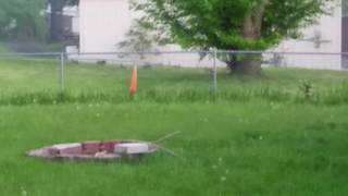 Bunnies playing in a field