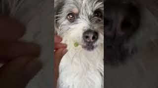 DOG ASMR Scruffy Dog Eats Crunchy Food! Volume UP