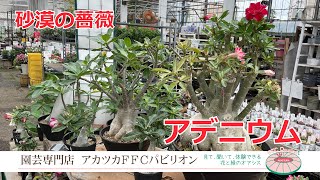 砂漠の薔薇を楽しもう！アデニウム【園芸専門店アカツカFFCパビリオン】