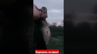 вальдшнеп охота