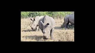 37- Rhino #willdlife #wildlife #krugerparksafari #bird #animals #krugerparksafaritrips