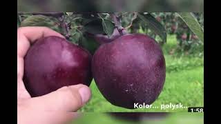 King roat apple variety