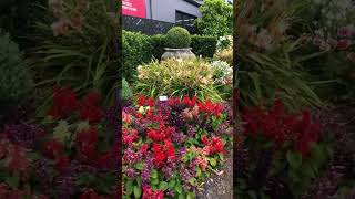 Flower Display outside Gardenworld #succulents #shorts #satisfying #garden