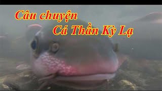 Suối Cá Thần và câu chuyện tâm linh / huyen bi / ống nhòm nhỏ