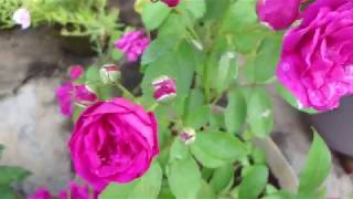 Balcony Garden