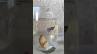 halfmoon betta fry