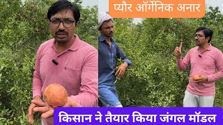 किसान ने तैयार किया जंगल मॉडल और उगा दिए सुद्घ प्योर ऑर्गेनिक अनार। Organic Pomegranate Farming