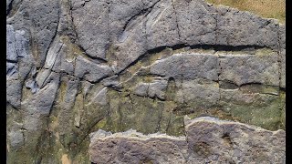 Large Triassic amphibian tracks at northern Sydney beach.