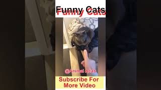 Funny Cats || Angry Cat #Shorts